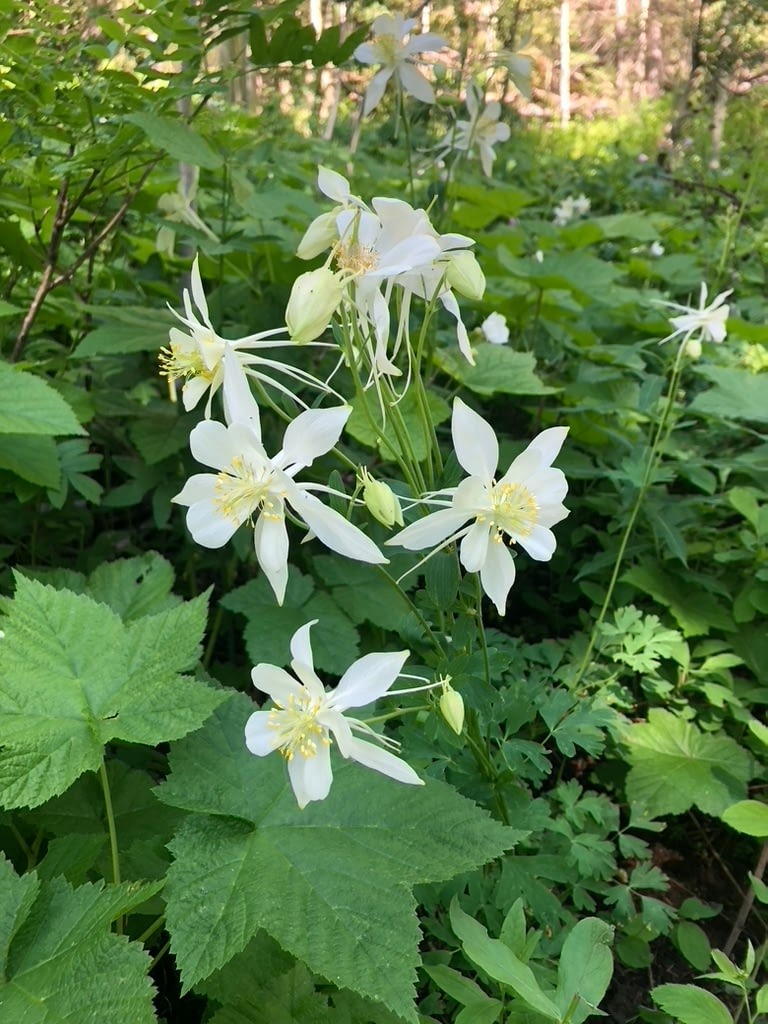 Trout-Friendly Lawns and Native Pollinator Landscapes